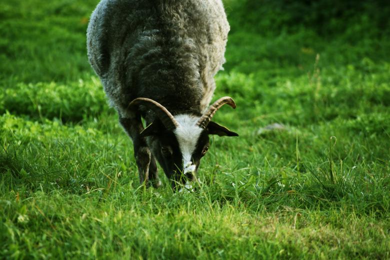 Free stock image of Goat created by AD