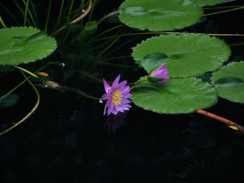 Free stock image of Water Lily created by Delta Book