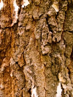 Free Stock Photo of Wood texture