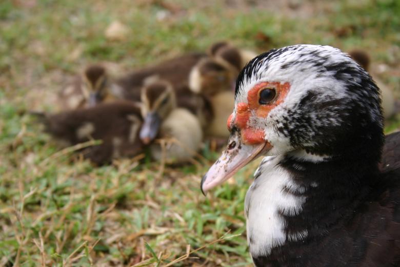 Free stock image of Baby ducks created by Montoban Yves