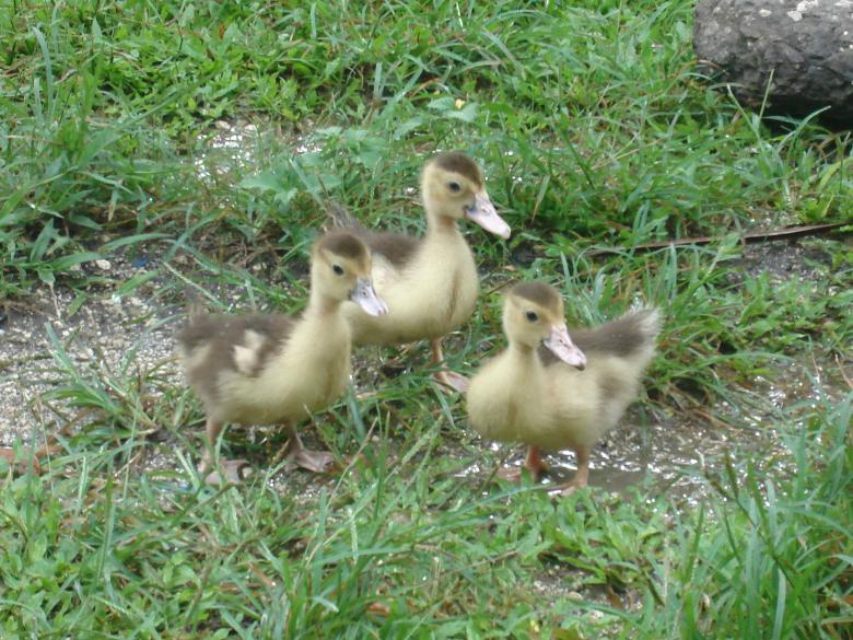Free stock image of Ducklings created by Montoban Yves