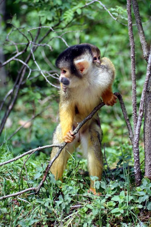 Free stock image of Monkey created by Arjen van Houwelingen
