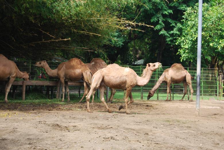 Free stock image of Camels in Surabaya Zoo created by Rhema Prabhata