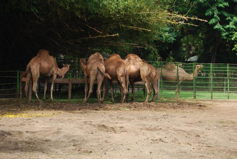 Free stock image of Camels in Surabaya Zoo created by Rhema Prabhata