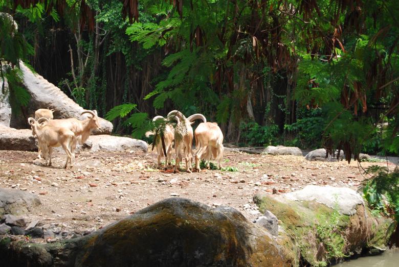 Free stock image of Goats at Surabaya Zoo created by Rhema Prabhata