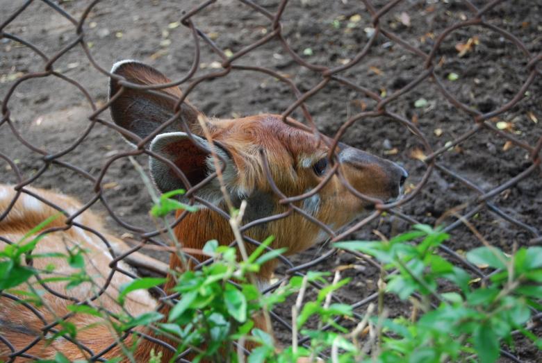 Free stock image of Deer at Surabaya Zoo created by Rhema Prabhata