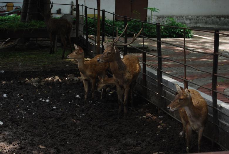 Free stock image of Deers at Surabaya Zoo created by Rhema Prabhata
