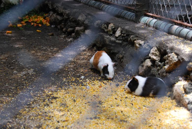 Free stock image of Hamsters at Surabaya Zoo created by Rhema Prabhata