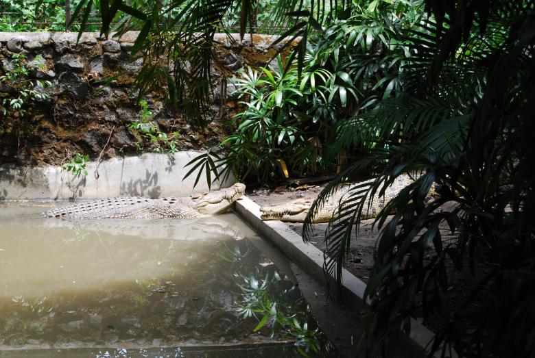 Free stock image of Gators at Surabaya Zoo created by Rhema Prabhata