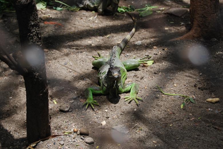 Free stock image of Lizard at Surabaya Zoo created by Rhema Prabhata