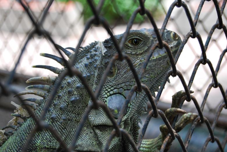 Free stock image of Lizard at Surabaya Zoo created by Rhema Prabhata