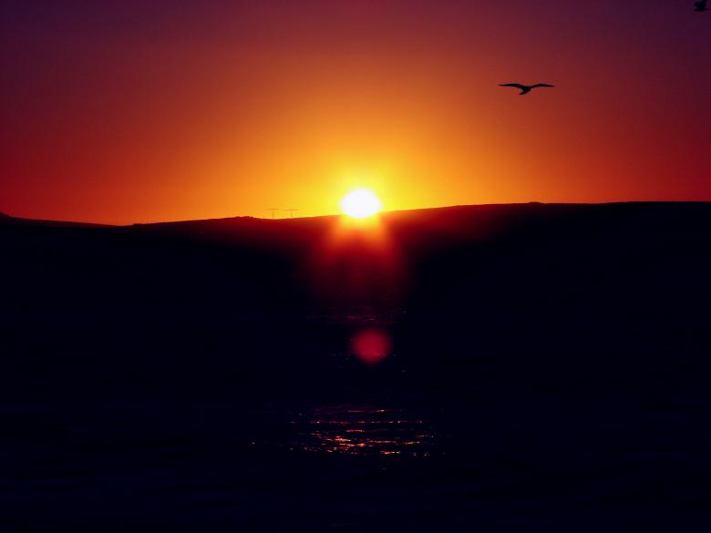 Free stock image of Sun Flare Bird created by Charl Christiani
