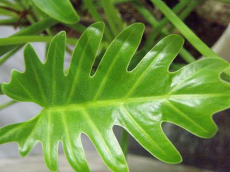 Asian leaf up close - Free Stock Photo