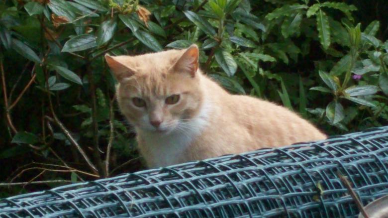 Free stock image of Yellow Cat at Play created by Peter Alexander Robb