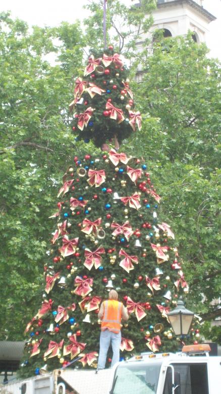 Free stock image of Xmas Tree - Dunedin 2008 created by Peter Alexander Robb