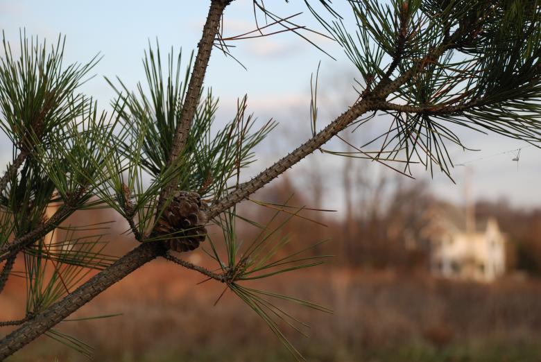 Free stock image of Evergreen branch with pinecone created by Nichole