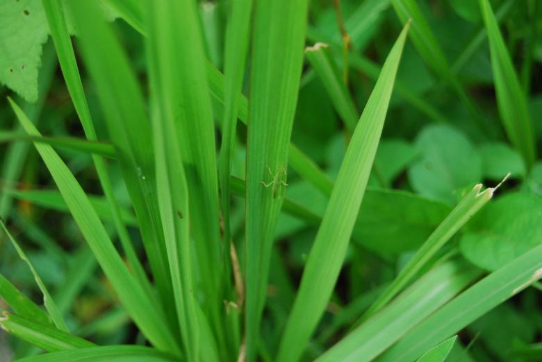 Free stock image of Green insect created by Rhema Prabhata
