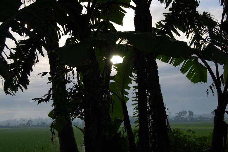 Free stock image of Palm trees created by Rhema Prabhata