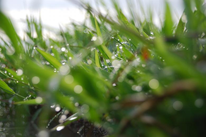 Free stock image of Wet grass created by Rhema Prabhata