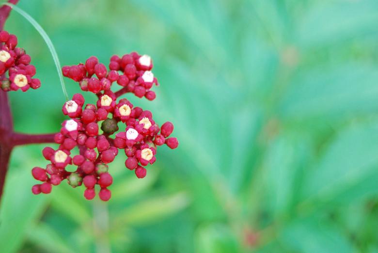 Free stock image of Red flowers created by Rhema Prabhata
