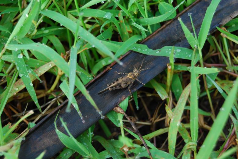 Free stock image of Grasshopper created by Rhema Prabhata