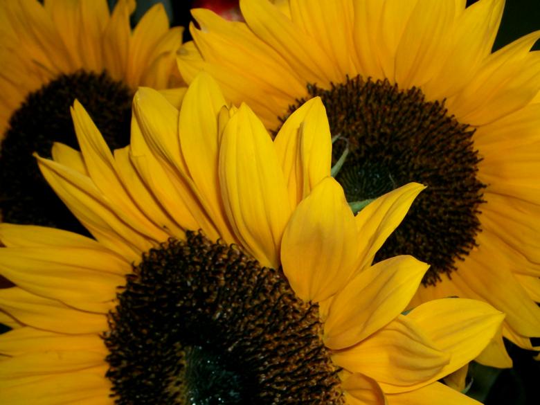 Free stock image of Sunflowers created by Tatiana Mikhailina