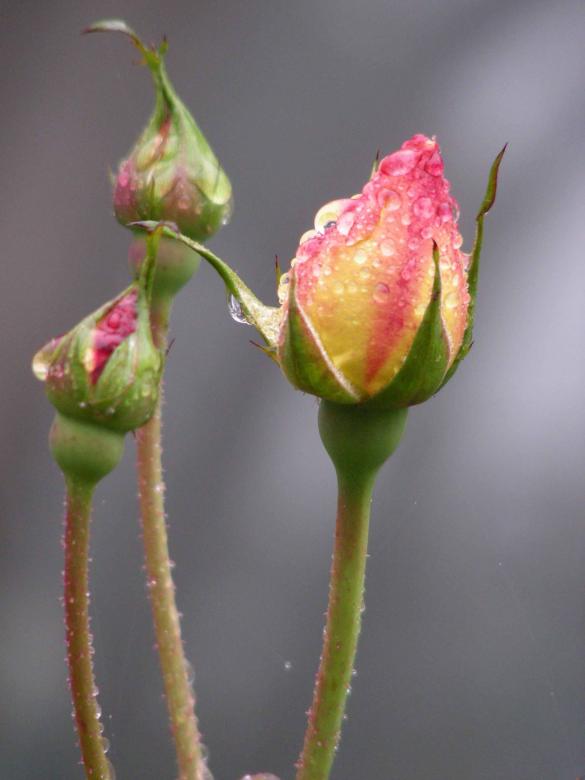 Free stock image of Beauty of a Flower created by Sahan Ishara