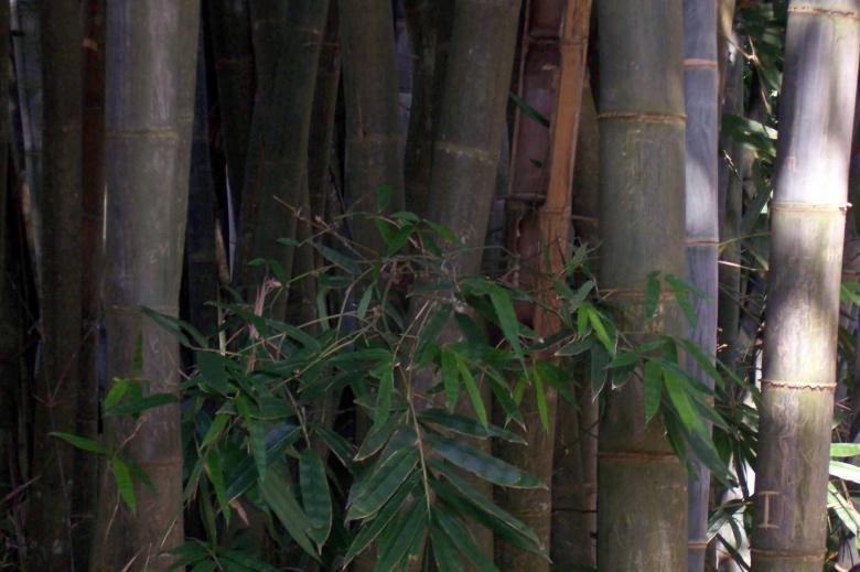 Free stock image of Green Bamboo created by Sahan Ishara