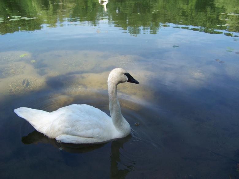Free stock image of Swan created by Nirodha Abeywardana