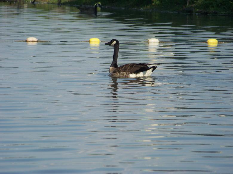 Free stock image of Happy goose created by Nirodha Abeywardana
