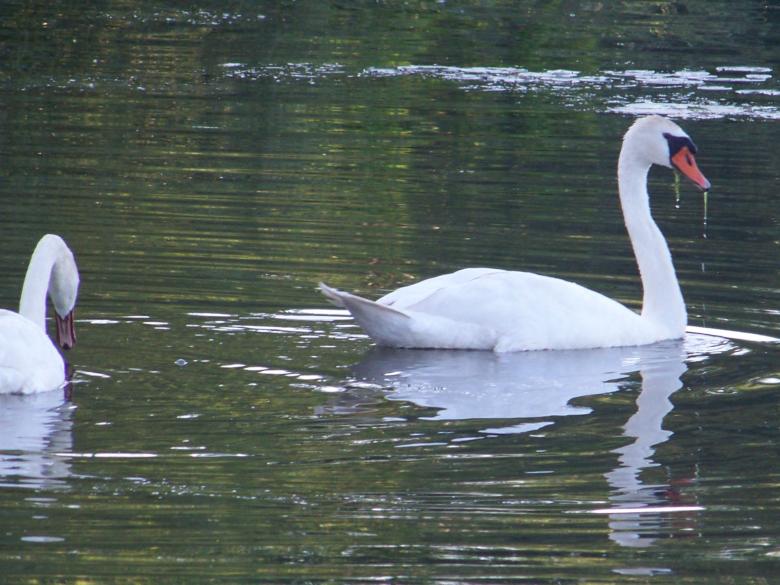 Free stock image of Swans on the Lake created by Nirodha Abeywardana