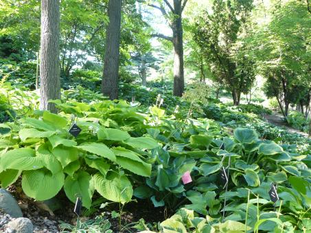 Free Stock Photo of Natural Beauty of Hidden Lake Gardens