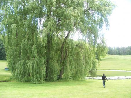 Free Stock Photo of Natural Beauty of Hidden Lake Gardens