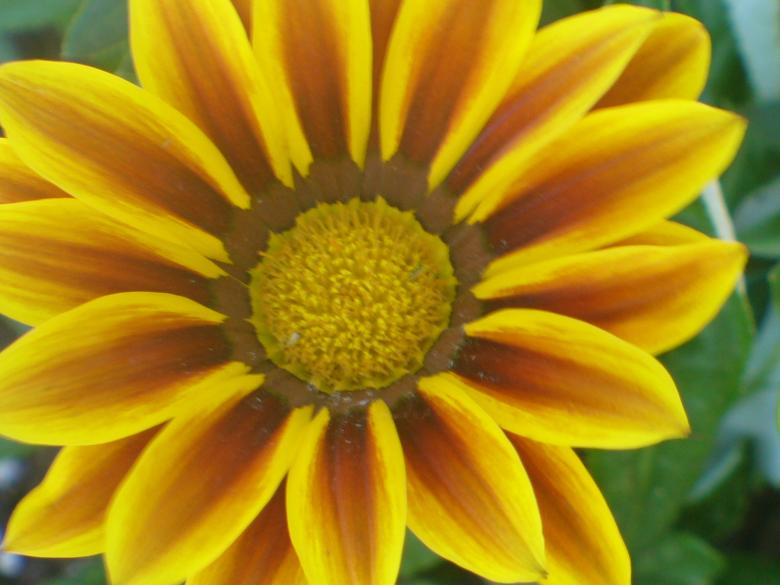 Free stock image of Flowers created by Teresa Richards