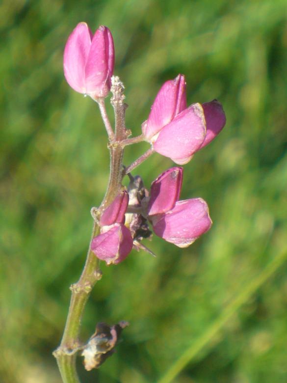 Free stock image of Flowers created by Teresa Richards