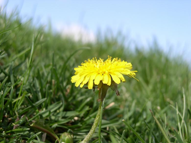 Free stock image of Flowers created by Teresa Richards