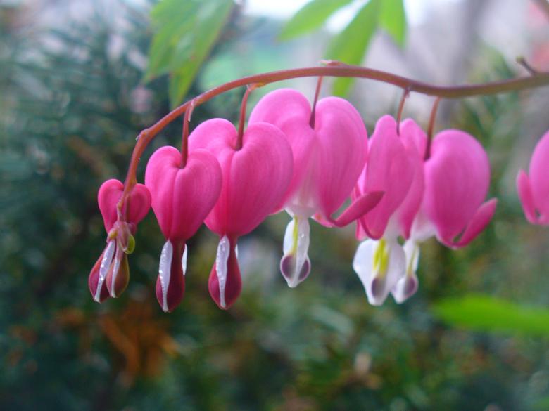 Free stock image of Flowers created by Teresa Richards