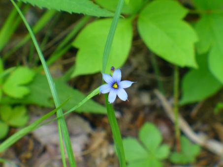 Flowers - Free Stock Photo