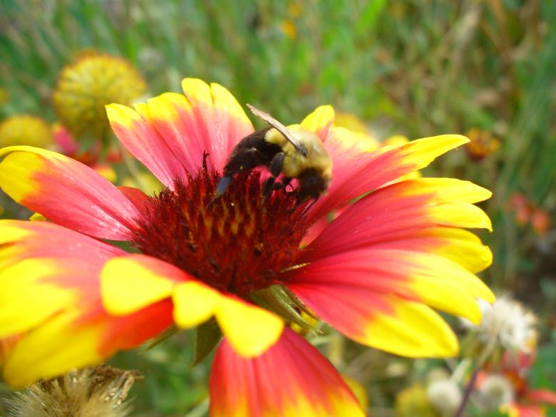 Free stock image of Flowers created by Teresa Richards