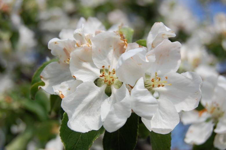 Free stock image of Spring bloom created by Andriy Kuzmenok