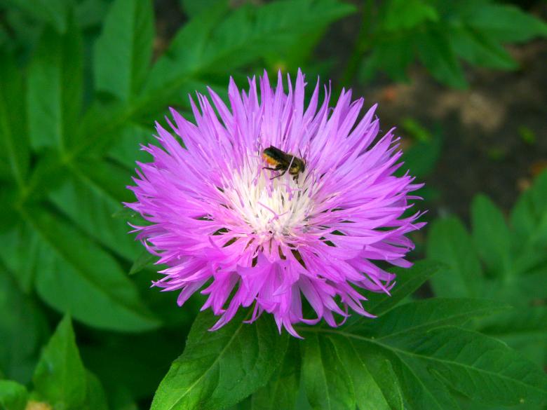 Free stock image of Bee-ing created by Andriy Kuzmenok