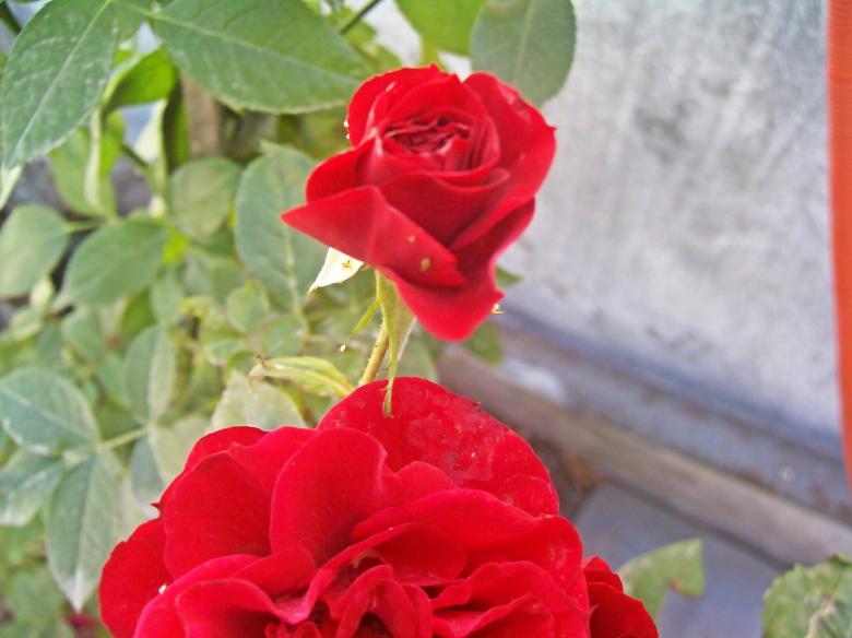 Free stock image of Red roses created by homero chapa