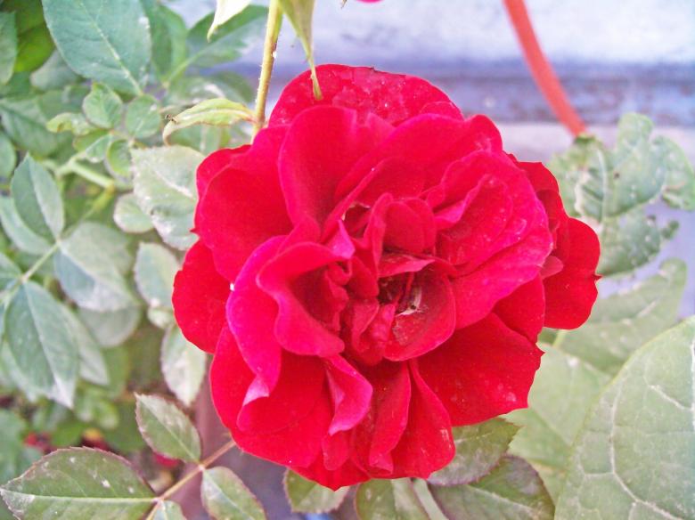 Free stock image of Red rose created by homero chapa