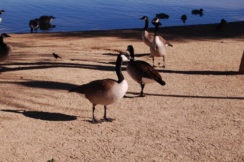 Free stock image of Ducks created by Kudzai K