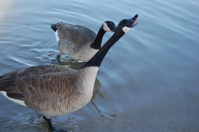 Free stock image of Ducks created by Kudzai K