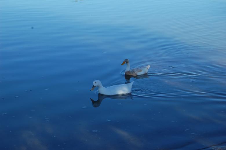 Free stock image of Ducks created by Kudzai K