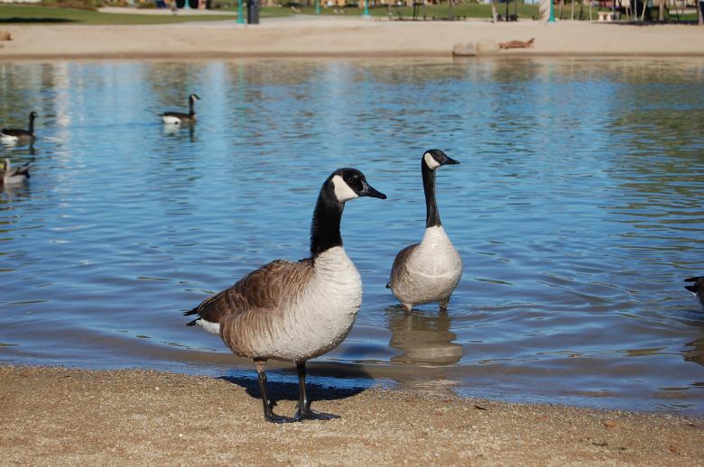 Free stock image of Ducks created by Kudzai K