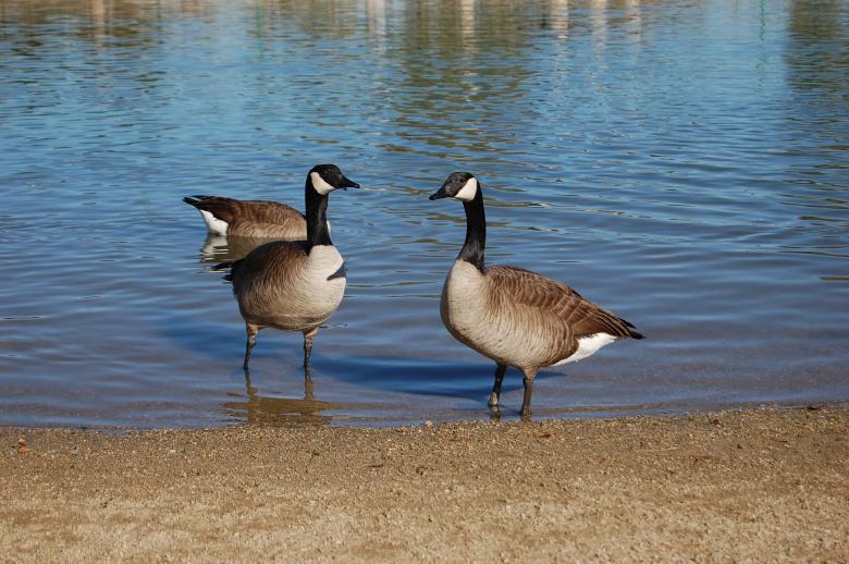 Free stock image of Ducks created by Kudzai K