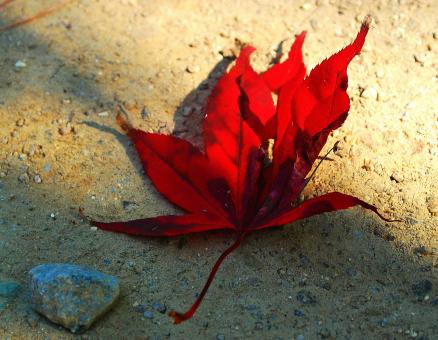 Fallen angel - Free Stock Photo