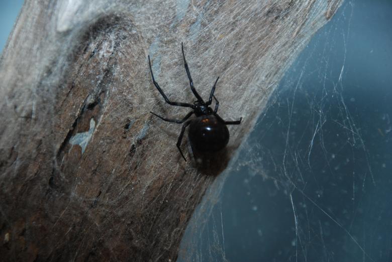 Free stock image of Spider created by Jeremy Kern